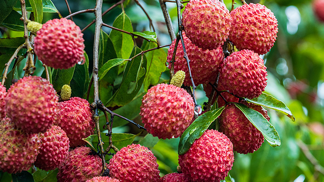 Middle_East_Conflict_Disrupts_South_Africa_s_Fruit_Exports__Sparks_Supply_Chain_Crisis