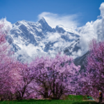 Nyingchi_s_Peach_Blossoms_Herald_Spring_on_Xizang_Plateau - Khabar Asia Nyingchi_s_Peach_Blossoms_Herald_Spring_on_Xizang_Plateau