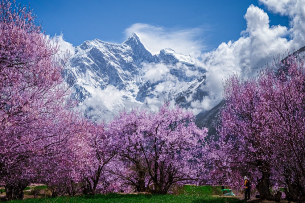 Nyingchi_s_Peach_Blossoms_Herald_Spring_on_Xizang_Plateau
