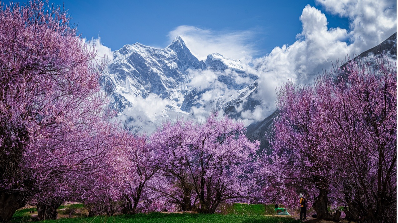 Nyingchi_s_Peach_Blossoms_Herald_Spring_on_Xizang_Plateau