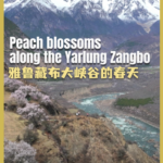 Peach_Blossoms_Paint_Yarlung_Zangbo_in_Spring_Splendor video poster