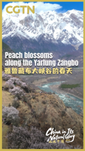 Peach_Blossoms_Paint_Yarlung_Zangbo_in_Spring_Splendor video poster