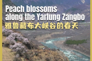 Peach_Blossoms_Paint_Yarlung_Zangbo_in_Spring_Splendor video poster