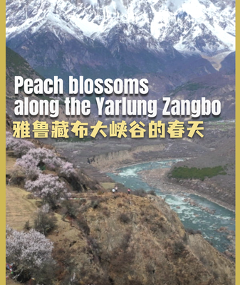 Peach_Blossoms_Paint_Yarlung_Zangbo_in_Spring_Splendor video poster