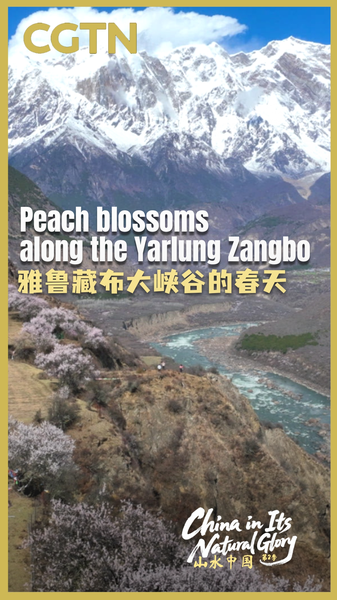 Peach_Blossoms_Paint_Yarlung_Zangbo_in_Spring_Splendor_poster - Khabar Asia Peach_Blossoms_Paint_Yarlung_Zangbo_in_Spring_Splendor video poster