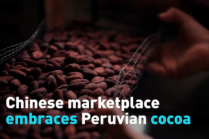 Peruvian_Cocoa_Finds_Sweet_Success_in_Chinese_Market_Amid_Trade_Growth video poster