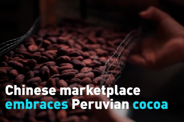 Peruvian_Cocoa_Finds_Sweet_Success_in_Chinese_Market_Amid_Trade_Growth video poster