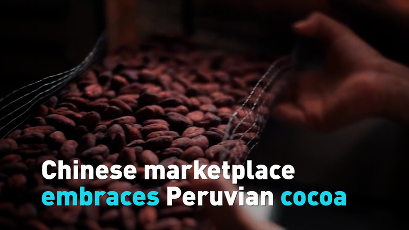 Peruvian_Cocoa_Finds_Sweet_Success_in_Chinese_Market_Amid_Trade_Growth video poster