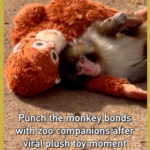 Punch_the_Macaque_Finds_Friendship_After_Viral_Plush_Toy_Fame video poster