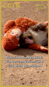 Punch_the_Macaque_Finds_Friendship_After_Viral_Plush_Toy_Fame video poster
