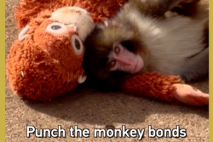 Punch_the_Macaque_Finds_Friendship_After_Viral_Plush_Toy_Fame video poster