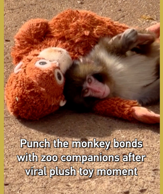 Punch_the_Macaque_Finds_Friendship_After_Viral_Plush_Toy_Fame video poster
