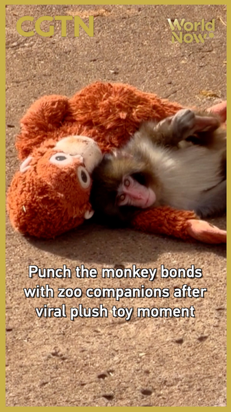 Punch_the_Macaque_Finds_Friendship_After_Viral_Plush_Toy_Fame video poster