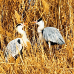 Qingtongxia_Wetland_Emerges_as_Yellow_River_s_Wildlife_Haven_in_2026_poster - Khabar Asia Qingtongxia_Wetland_Emerges_as_Yellow_River_s_Wildlife_Haven_in_2026 video poster