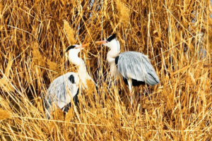 Qingtongxia_Wetland_Emerges_as_Yellow_River_s_Wildlife_Haven_in_2026 video poster