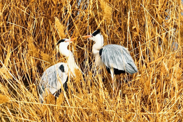 Qingtongxia_Wetland_Emerges_as_Yellow_River_s_Wildlife_Haven_in_2026 video poster