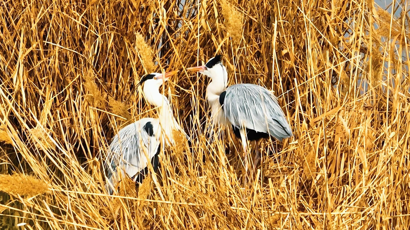 Qingtongxia_Wetland_Emerges_as_Yellow_River_s_Wildlife_Haven_in_2026 video poster
