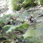 Rare_Northern_Pig_Tailed_Macaques_Spotted_in_Yunnan_Reserve__Signaling_Conservation_Success video poster