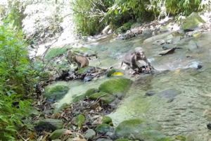 Rare_Northern_Pig_Tailed_Macaques_Spotted_in_Yunnan_Reserve__Signaling_Conservation_Success video poster