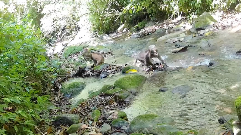 Rare_Northern_Pig_Tailed_Macaques_Spotted_in_Yunnan_Reserve__Signaling_Conservation_Success video poster