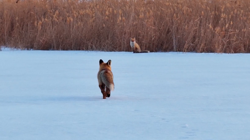 Rare_Red_Foxes_Spotted_in_Xinjiang_Highlight_Biodiversity_Growth video poster