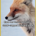 Rare_Red_Foxes_Spotted_in_Xinjiang_Highlight_Biodiversity_Growth video poster