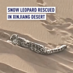 Rare_Snow_Leopard_Rescued_in_Xinjiang_Desert__Set_for_Wild_Return video poster