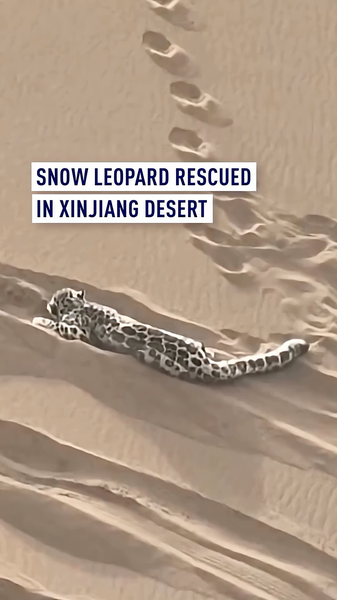 Rare_Snow_Leopard_Rescued_in_Xinjiang_Desert__Set_for_Wild_Return_poster - Khabar Asia Rare_Snow_Leopard_Rescued_in_Xinjiang_Desert__Set_for_Wild_Return video poster