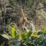 Rare_White_Cheeked_Gibbons_Spotted_in_Yunnan_s_Pu_er_Forest video poster