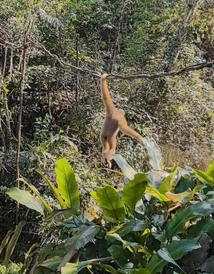 Rare_White_Cheeked_Gibbons_Spotted_in_Yunnan_s_Pu_er_Forest video poster