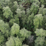 Rare__Living_Fossil__Tree_Unearthed_in_Guangxi_Sparks_Scientific_Excitement - Khabar Asia Rare__Living_Fossil__Tree_Unearthed_in_Guangxi_Sparks_Scientific_Excitement