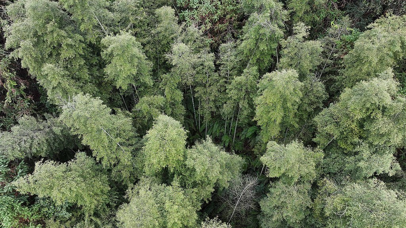 Rare__Living_Fossil__Tree_Unearthed_in_Guangxi_Sparks_Scientific_Excitement
