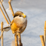 Rare__Panda_of_Birds__Reappears_in_Central_China_After_9_Year_Absence