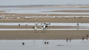 Shaanxi_s_Yellow_River_Wetlands_Welcome_Record_Migratory_Bird_Flocks_in_2026 video poster