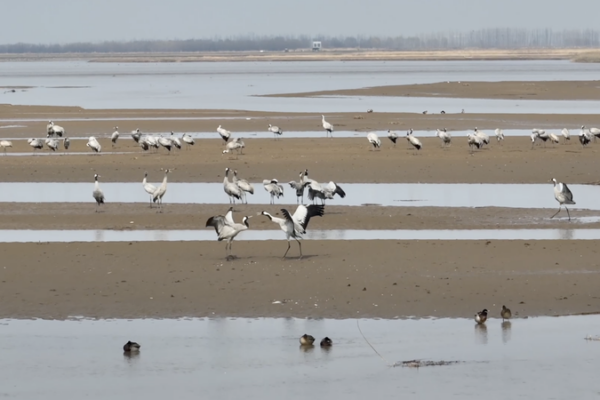 Shaanxi_s_Yellow_River_Wetlands_Welcome_Record_Migratory_Bird_Flocks_in_2026 video poster