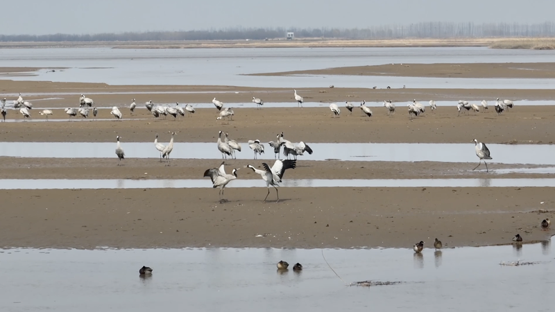 Shaanxi_s_Yellow_River_Wetlands_Welcome_Record_Migratory_Bird_Flocks_in_2026 video poster