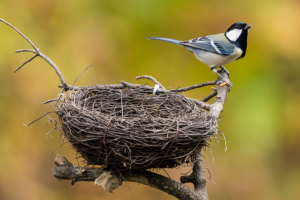 Shenzhen_Principal_Sparks_Debate_on_Education_Priorities_with_Bird_Nest_Decision