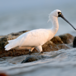 Shenzhen_Prioritizes_Wildlife_with_Eco_Friendly_Lighting_Initiatives - Khabar Asia Shenzhen_Prioritizes_Wildlife_with_Eco_Friendly_Lighting_Initiatives