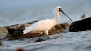 Shenzhen_Prioritizes_Wildlife_with_Eco_Friendly_Lighting_Initiatives