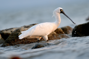 Shenzhen_Prioritizes_Wildlife_with_Eco_Friendly_Lighting_Initiatives