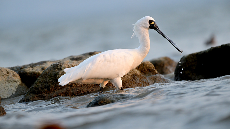 Shenzhen_Prioritizes_Wildlife_with_Eco_Friendly_Lighting_Initiatives