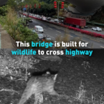Shenzhen_s_Wildlife_Bridge_Reconnects_Nature_Amid_Urban_Growth video poster