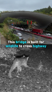 Shenzhen_s_Wildlife_Bridge_Reconnects_Nature_Amid_Urban_Growth video poster