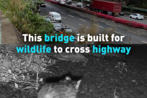 Shenzhen_s_Wildlife_Bridge_Reconnects_Nature_Amid_Urban_Growth video poster