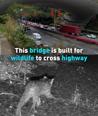 Shenzhen_s_Wildlife_Bridge_Reconnects_Nature_Amid_Urban_Growth video poster