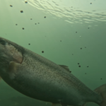 Smart_Fisheries_Transform_Yellow_River_into_Prosperity_Hub_in_Gansu video poster