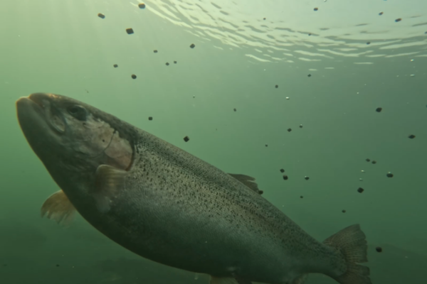 Smart_Fisheries_Transform_Yellow_River_into_Prosperity_Hub_in_Gansu video poster