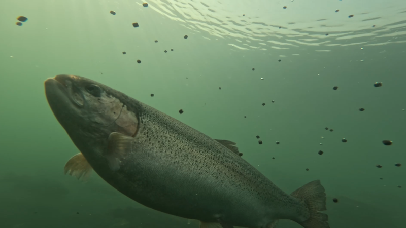 Smart_Fisheries_Transform_Yellow_River_into_Prosperity_Hub_in_Gansu video poster