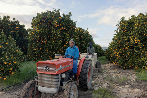 South_Africa_s_Citrus_Exports_Face_Diesel_Shortage_Risks_Ahead_of_2026_Season