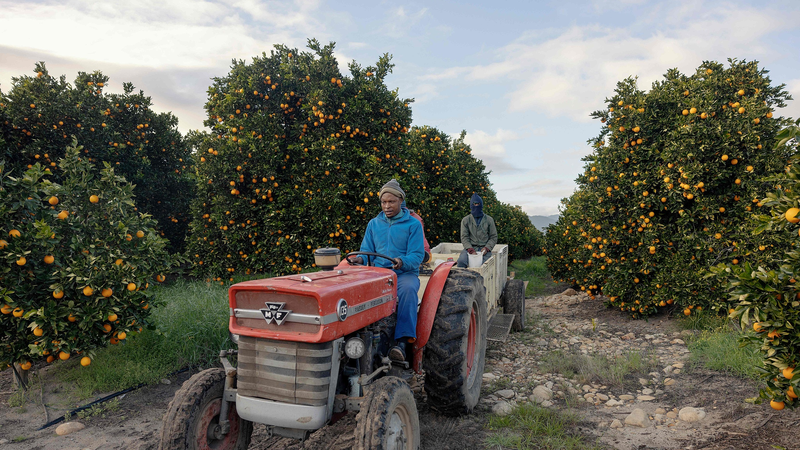 South_Africa_s_Citrus_Exports_Face_Diesel_Shortage_Risks_Ahead_of_2026_Season